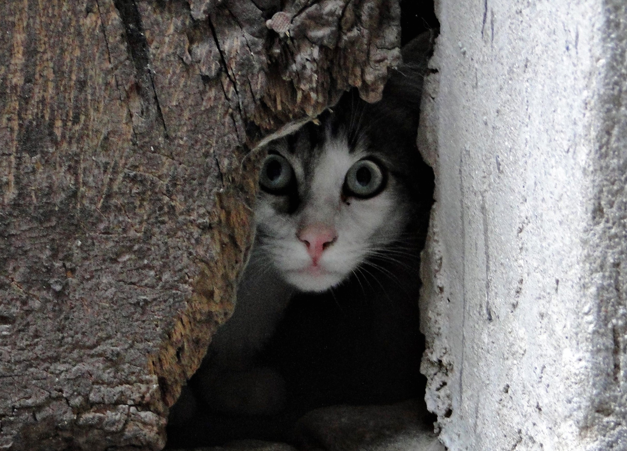 Hilltown cat 2, Apricale 097