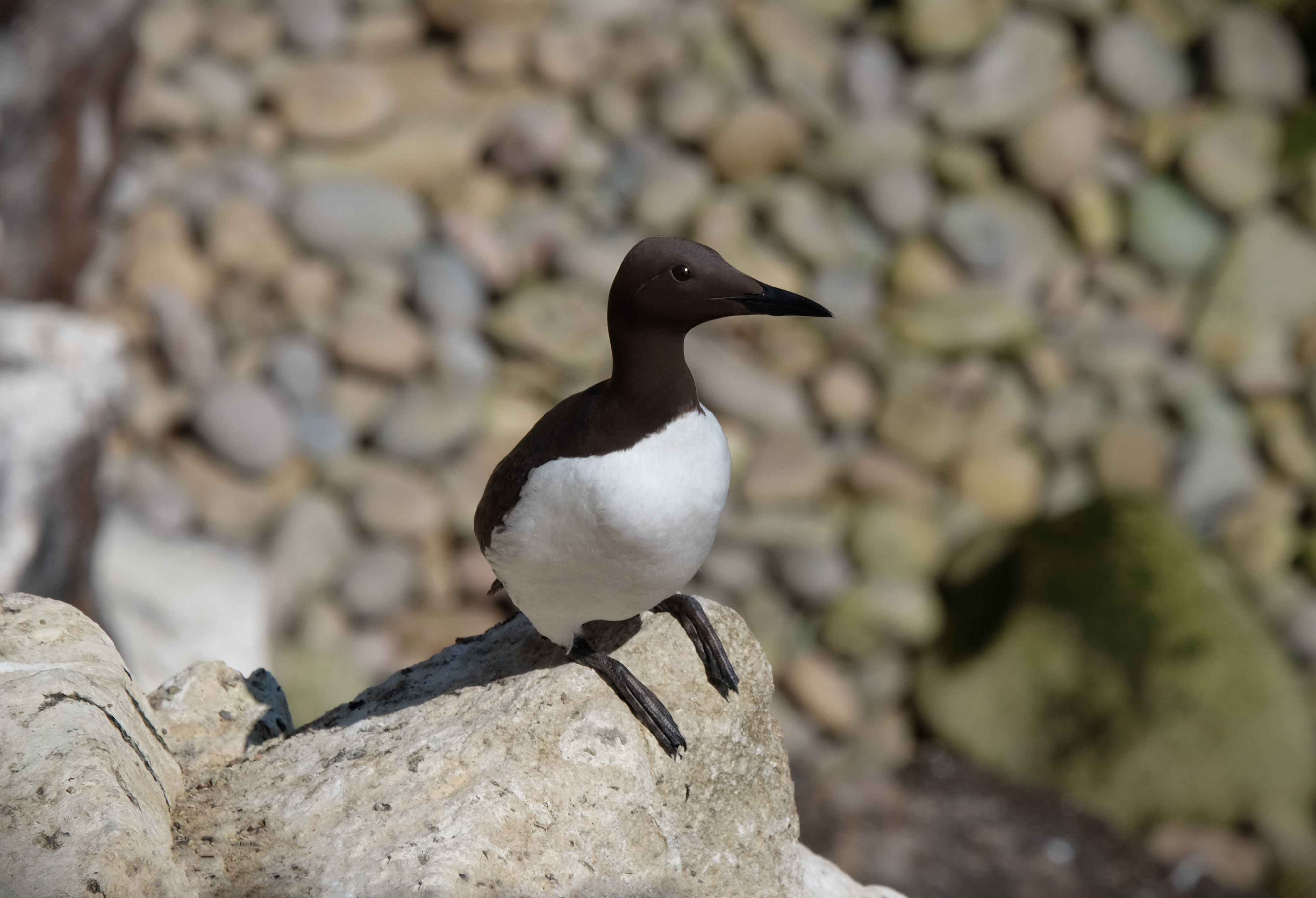 Master DSCF2747 - Copy